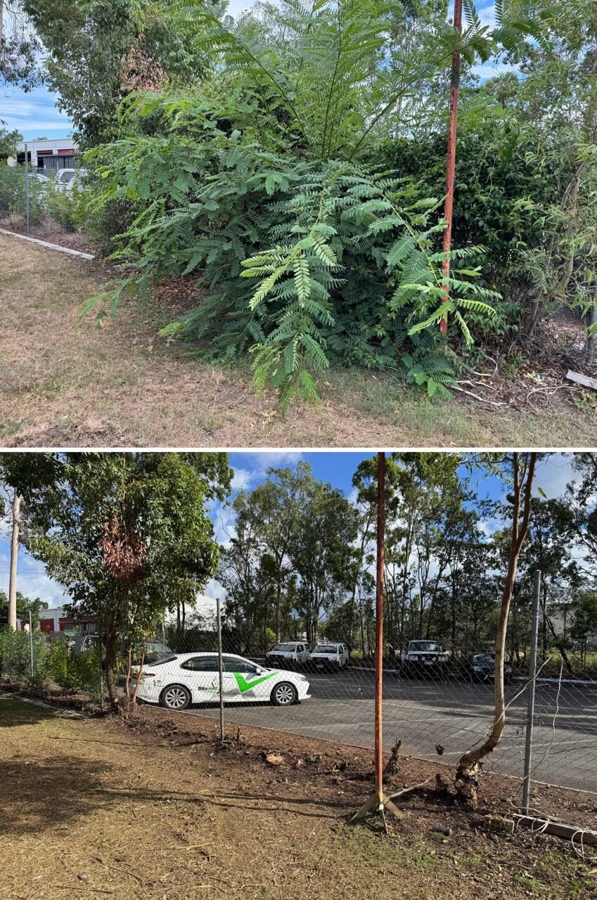 Car park edge before and after acacia removal