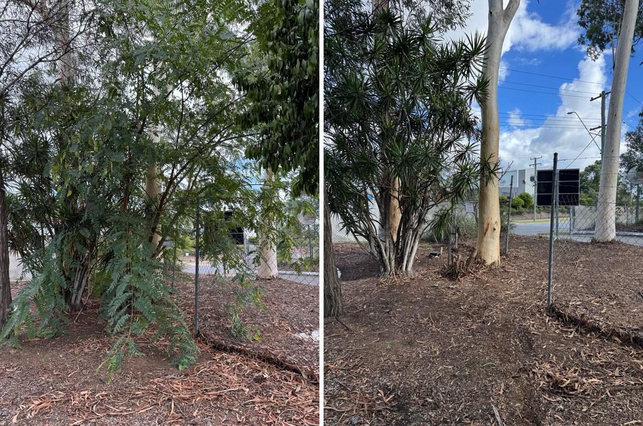 Perimeter tree group before and after understorey clearing
