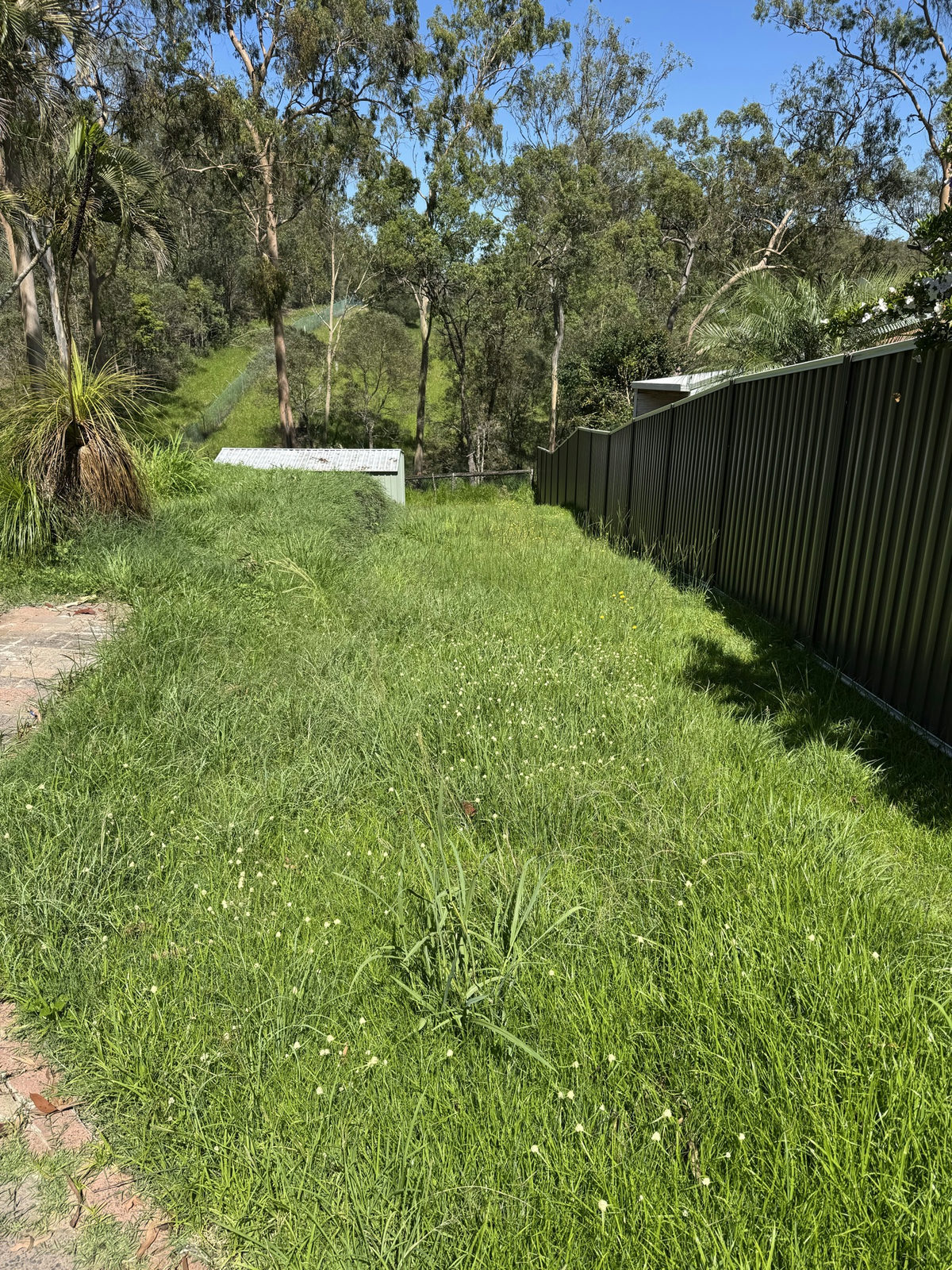 Long grass along the colorbond side fence of a large Beenleigh block