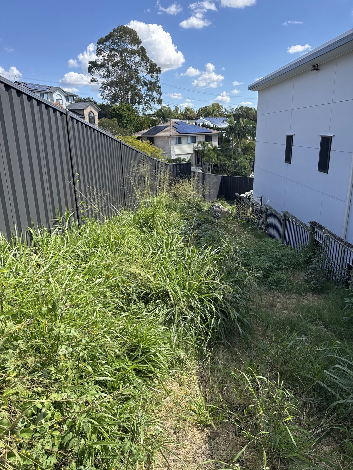 Tall grass filling the narrow side boundary of an Edens Landing property along the fence