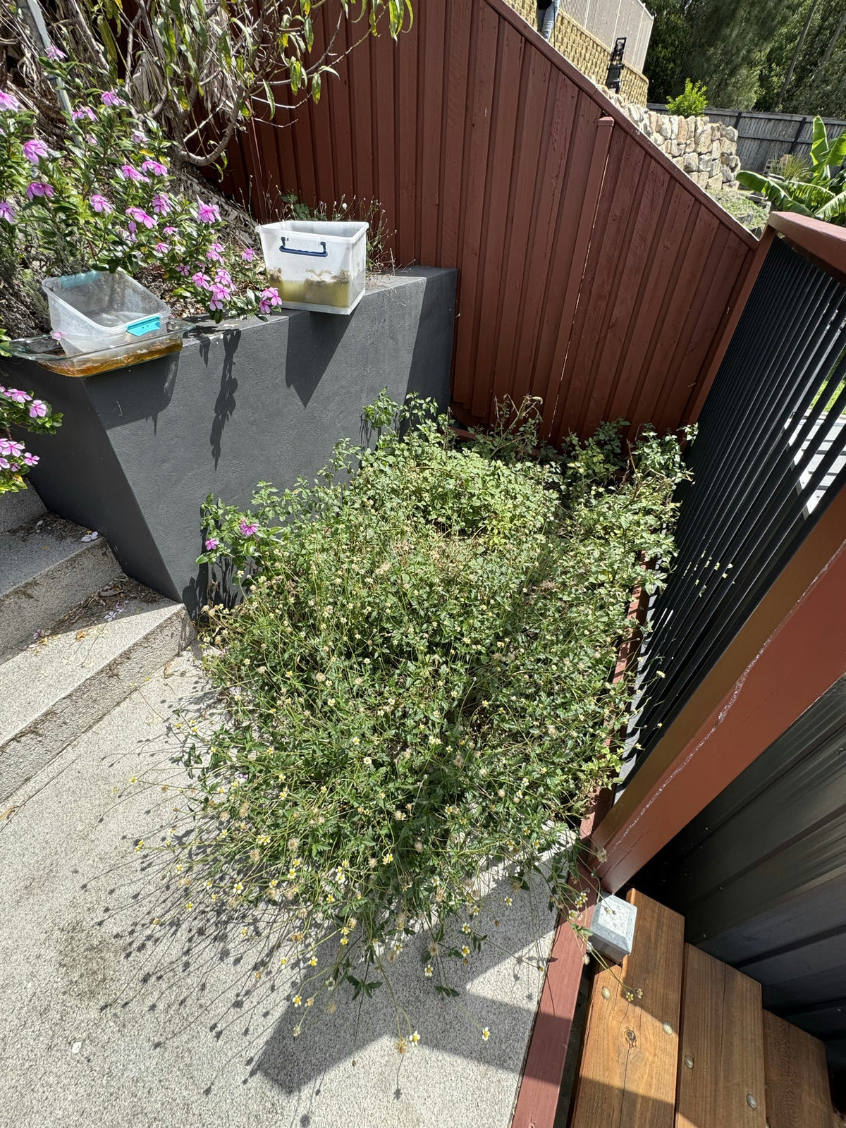 Overgrown raised planter and steps at a Holmview property with growth spilling over the edges
