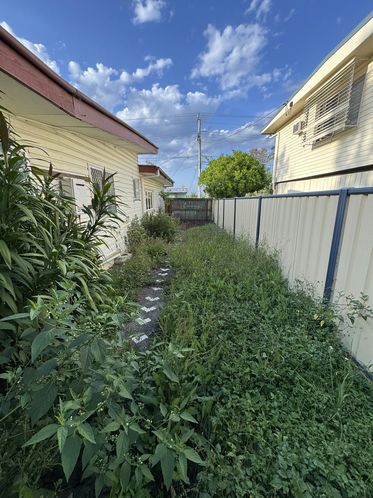 Stepping stone path at a Logan Central property completely buried under weed growth