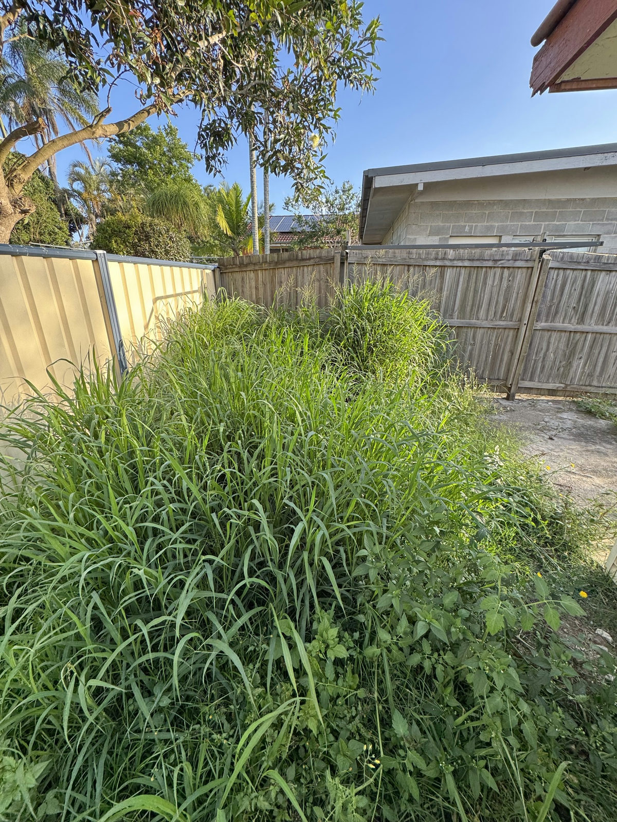 Tall grass clump filling the rear corner of a Logan Central yard against the boundary fence