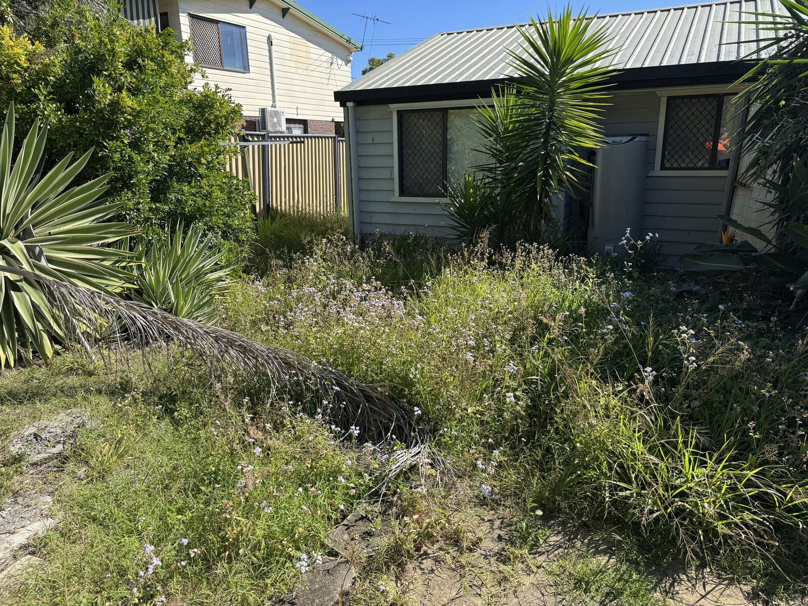 Heavily overgrown side yard at a Marsden property with weeds obscuring the garden beds