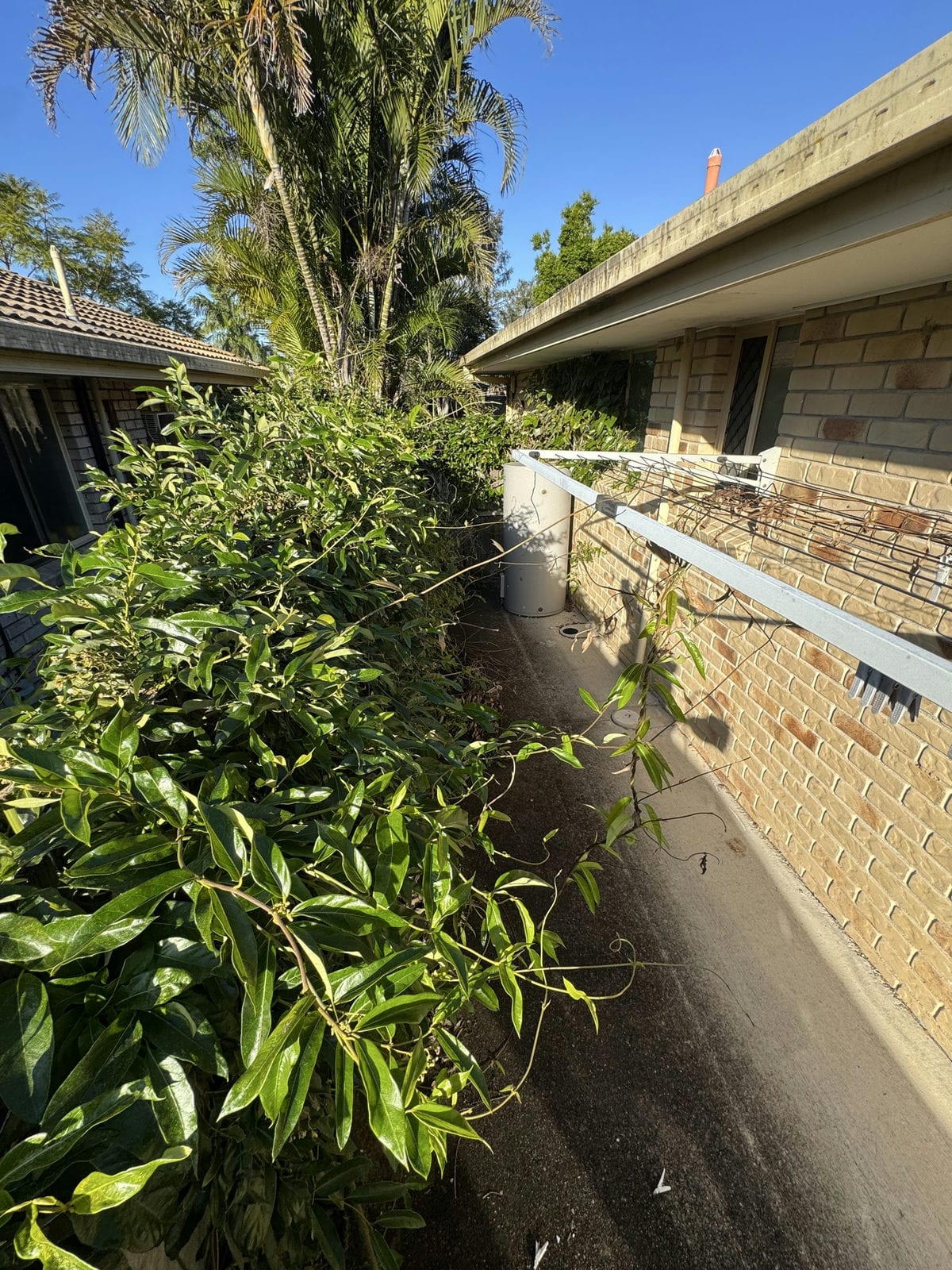 Dense vine growth over the side fence and across the passage at a Marsden property