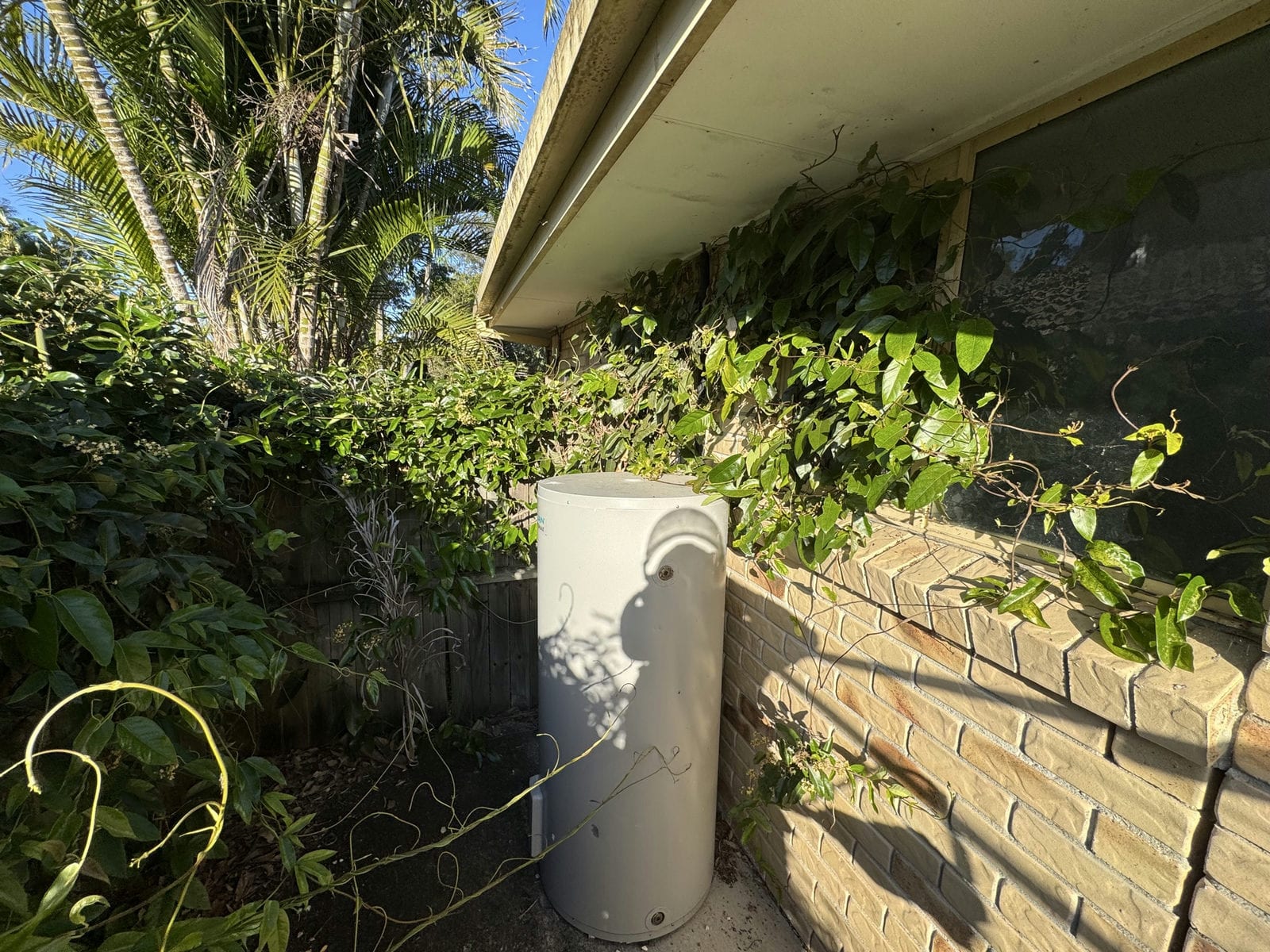 Vine growing over a hot water system, window and brick wall at a Marsden property