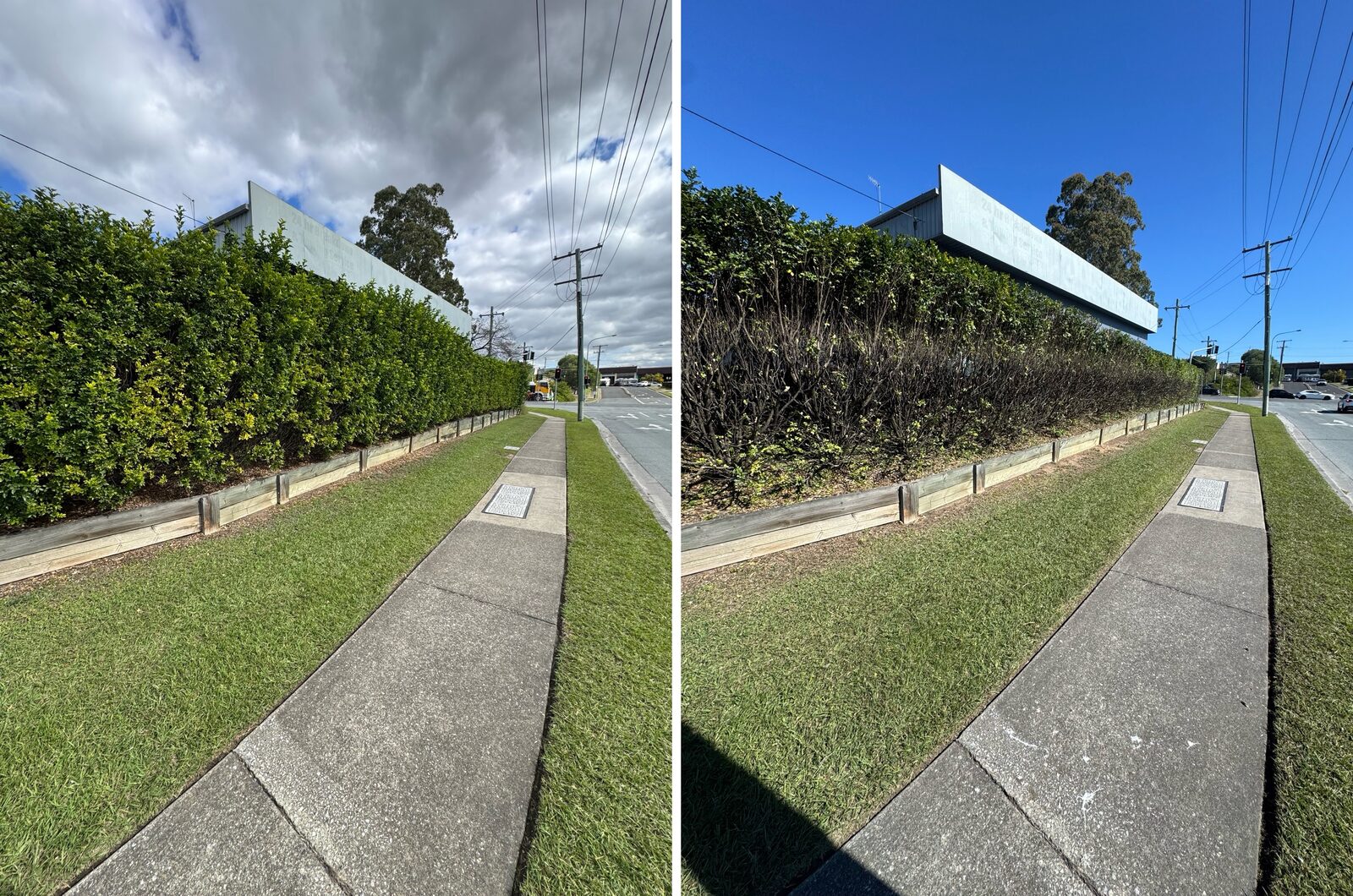 66 metre boundary hedge before and after hard cutting back
