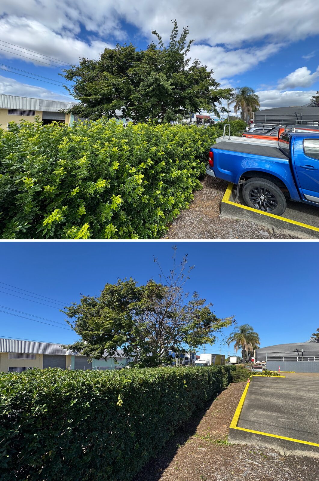 Car park hedge before and after
